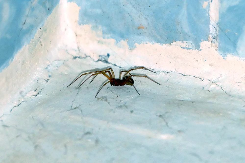 Hausspinne schwarz