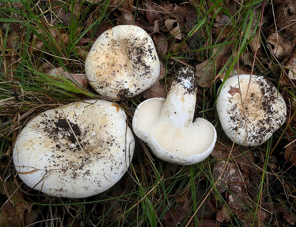 Matsutake Pilz