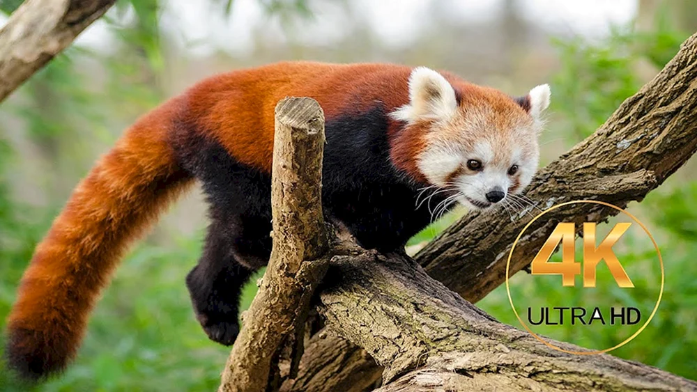 Säugetiere Roter Panda
