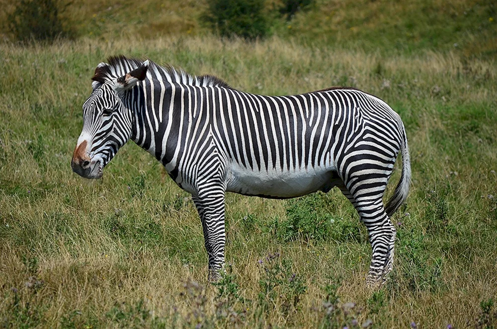 Masai Mara Zebra