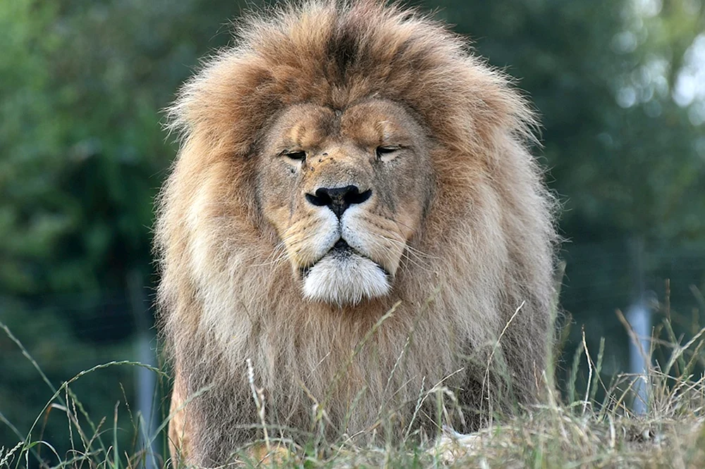 Säugetiere