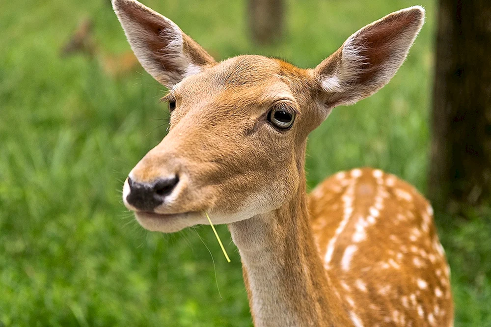 Säugetiere