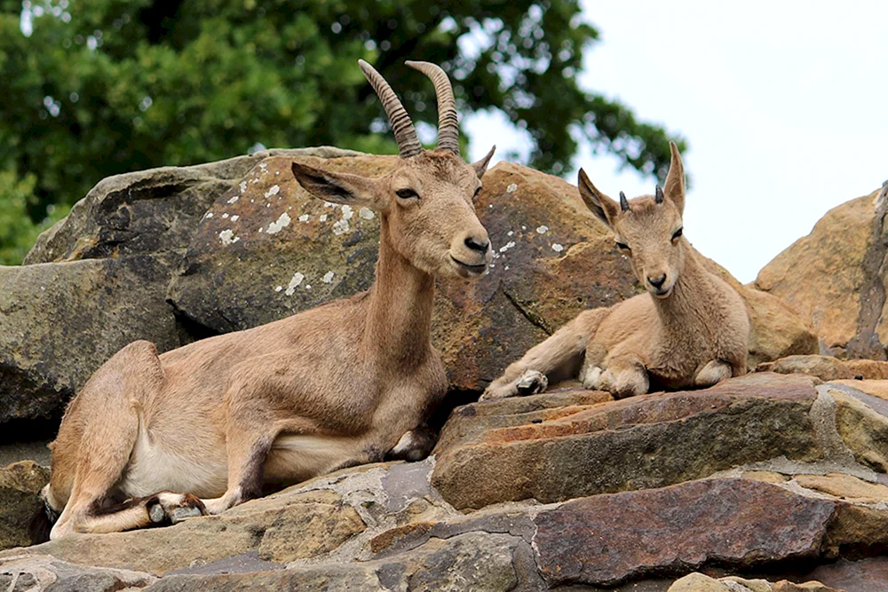 Bennett's Wallaby