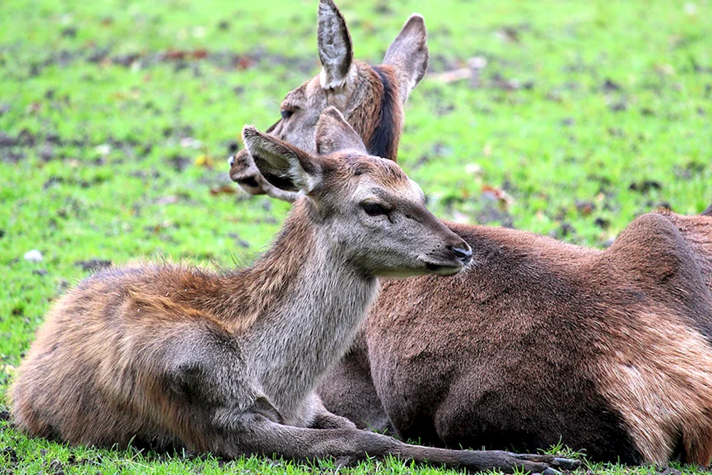 Säugetiere Tiere