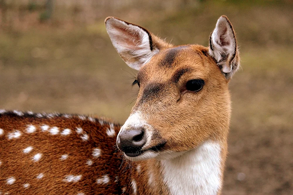 Säugetiere Tiere