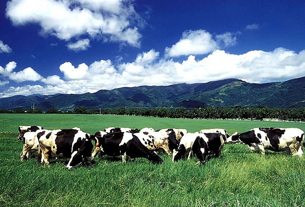 Kühe auf dem Feld