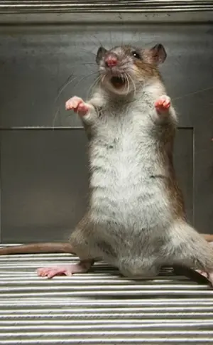 Viele Ratten