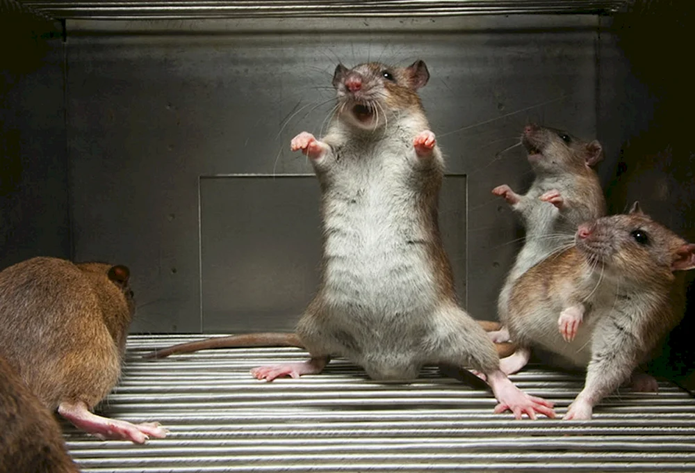 Viele Ratten