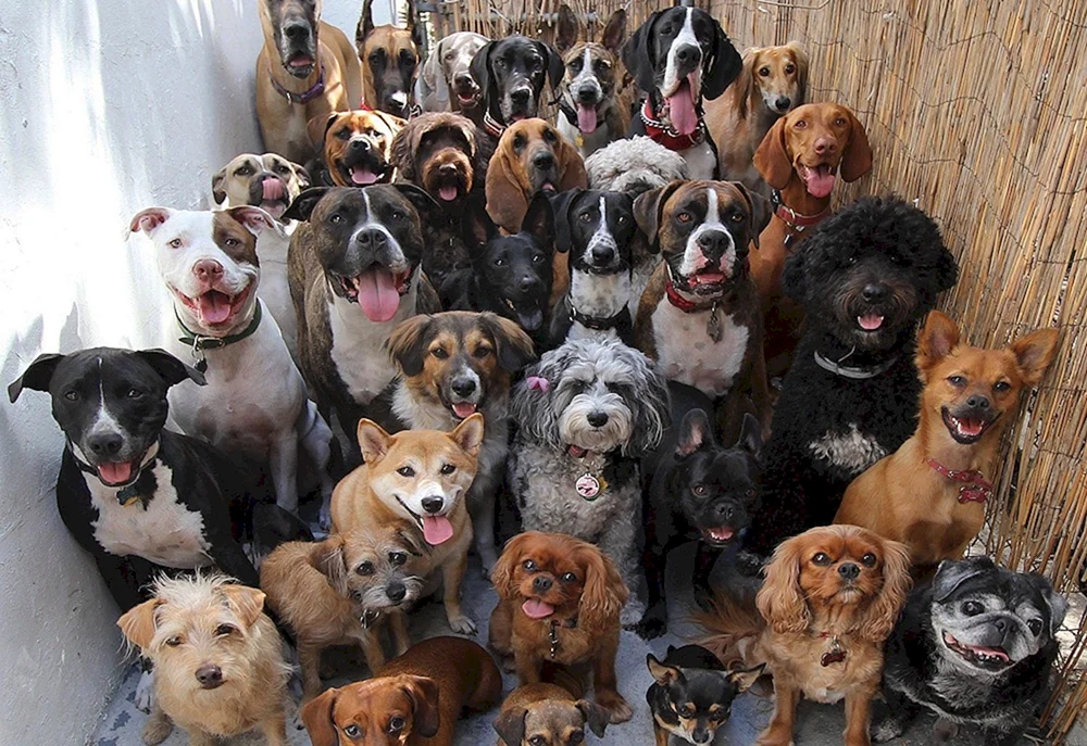Viele Hunde
