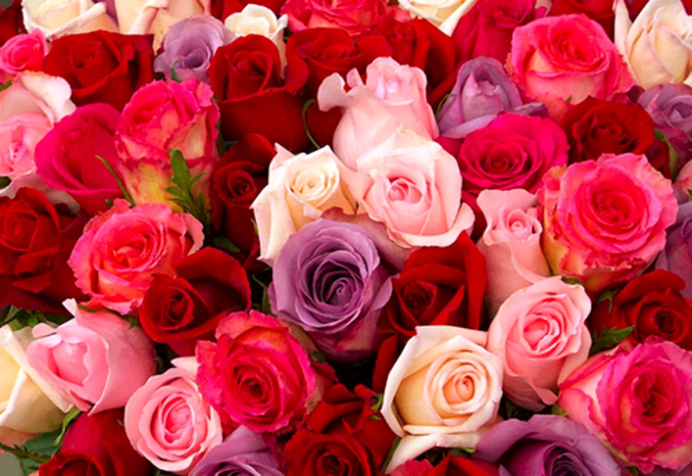 Schöne Blumen