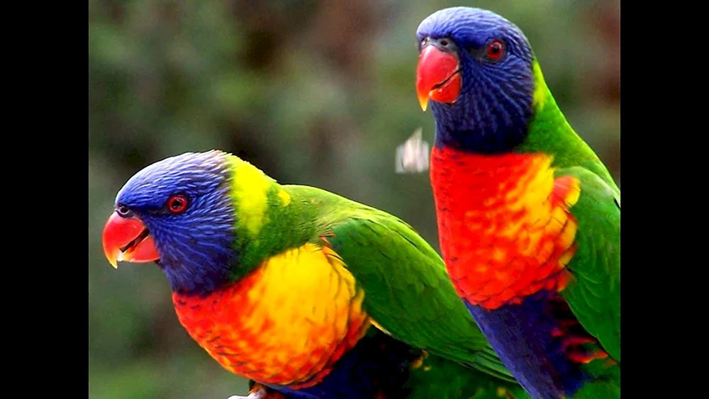 Mehrfarbiger Lorikeet-Papagei