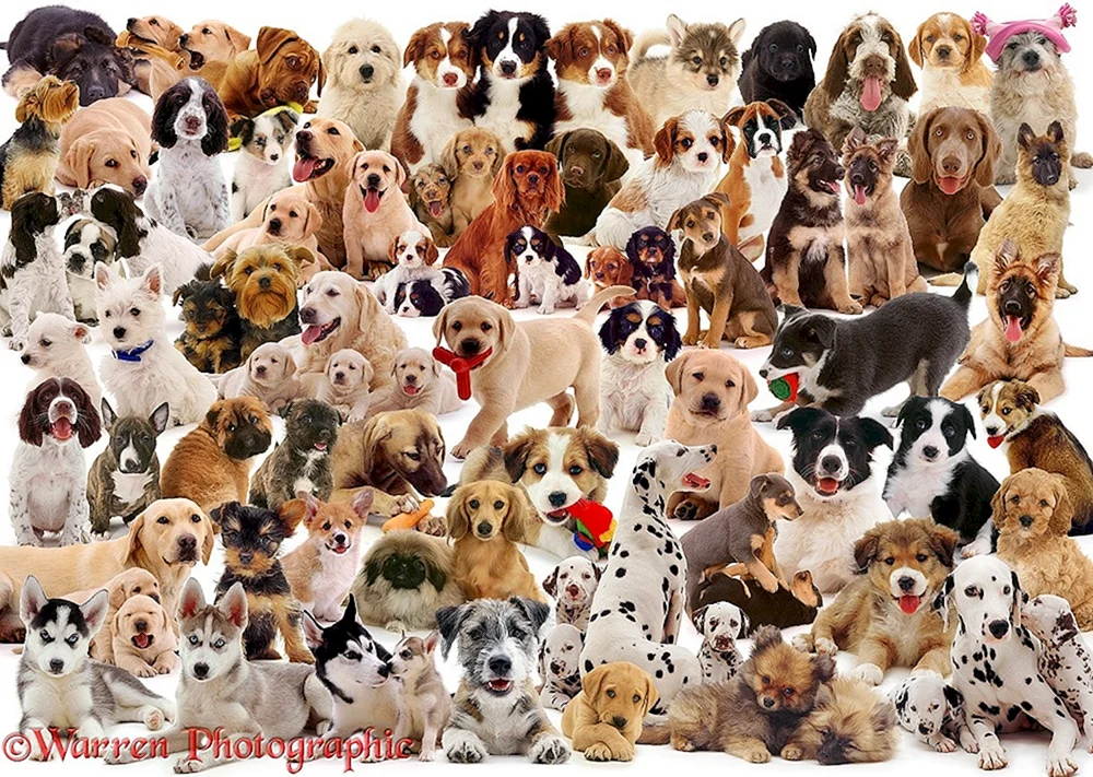 Border Collie Collie