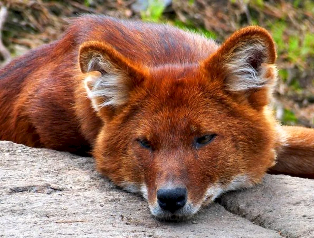 Mogollon Gebirgswolf