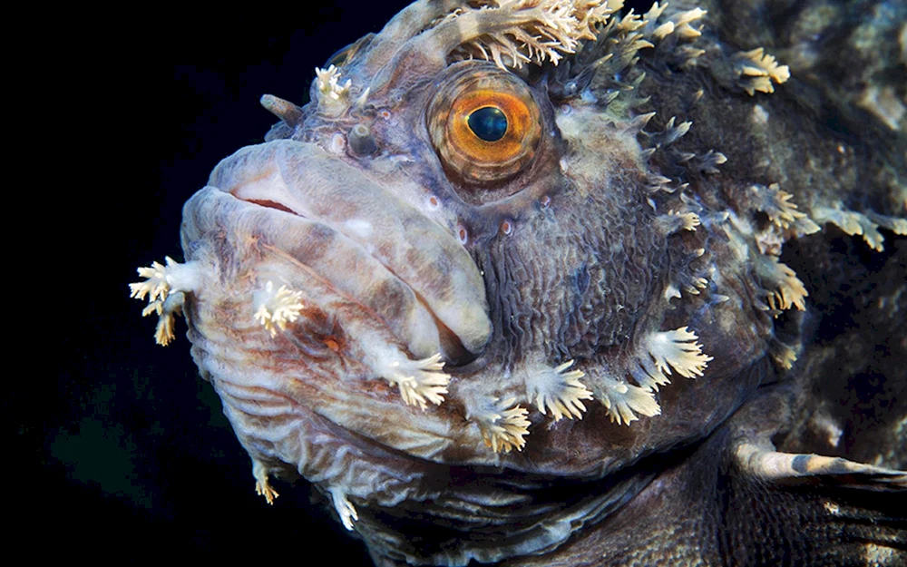 Arathron Fisch