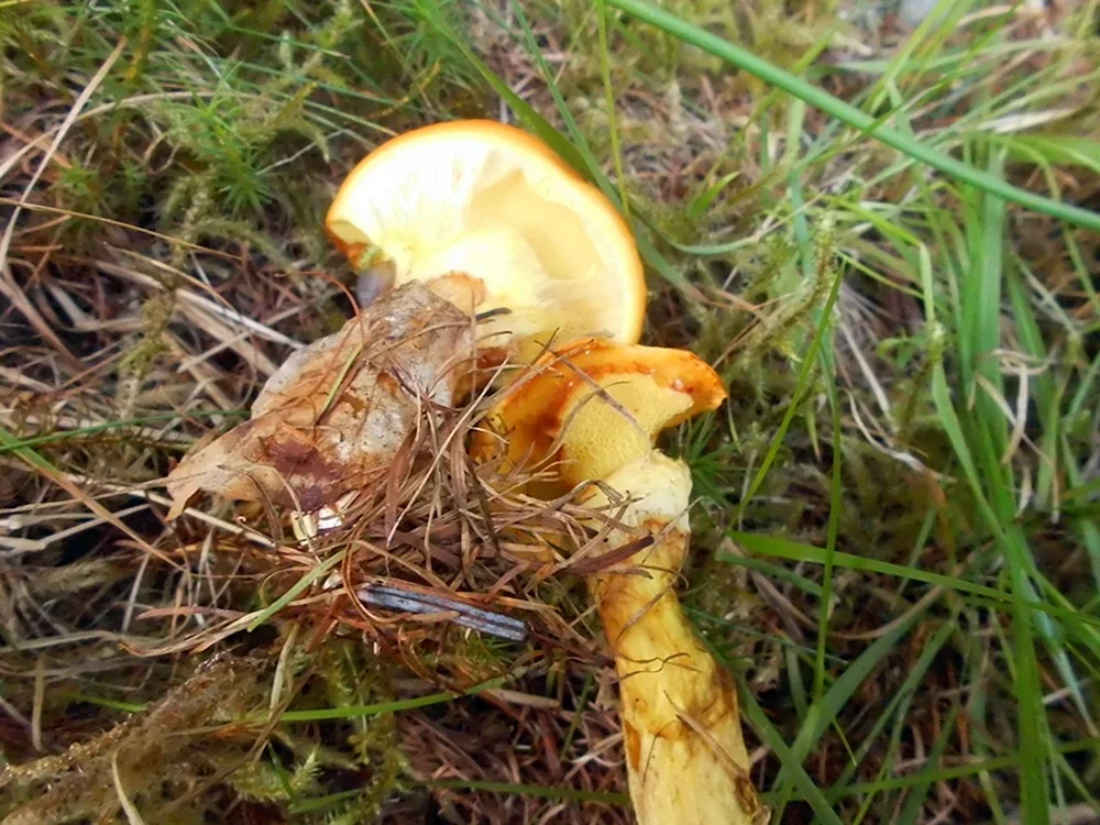 Lärchenpilz