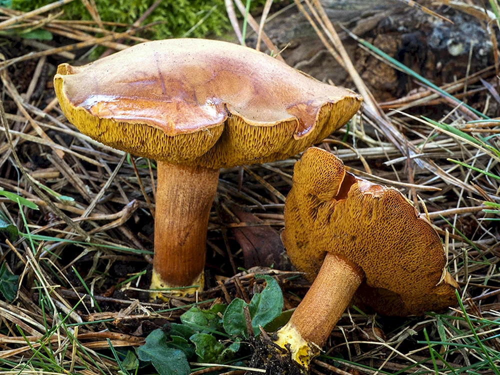 Pilze Falscher Schmetterlingspilz