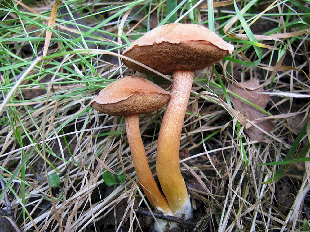 Moospfefferpilz