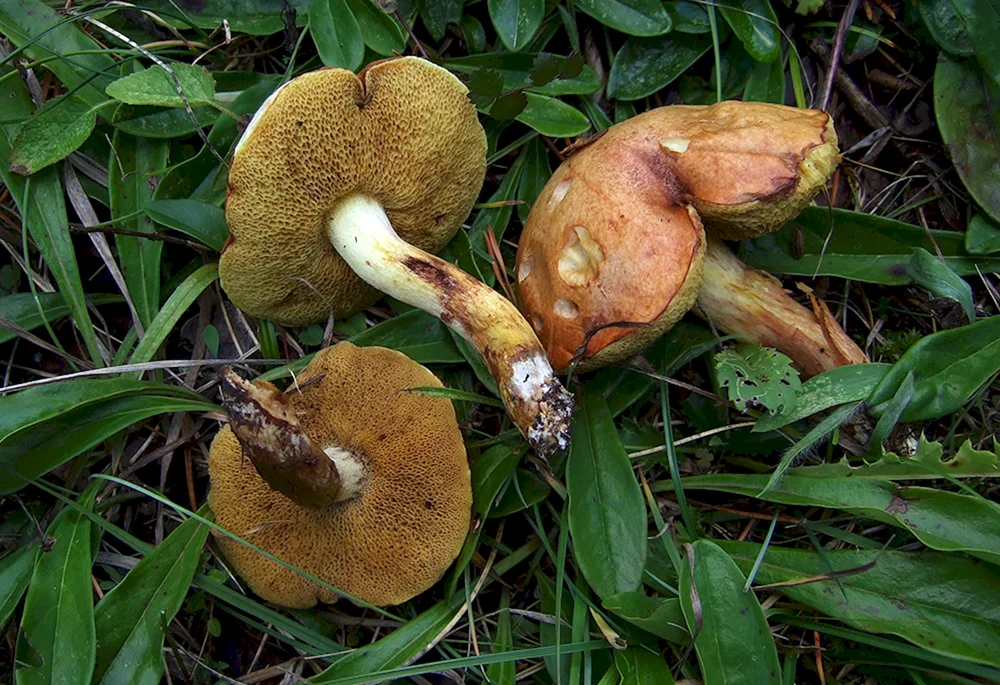 Lärchenpilz