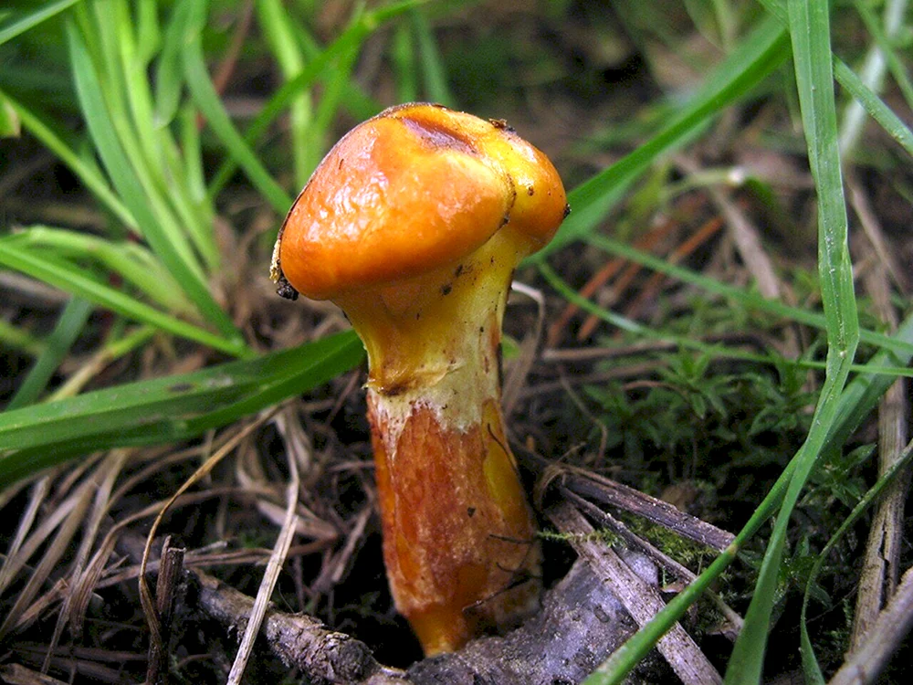 Pfefferpilz