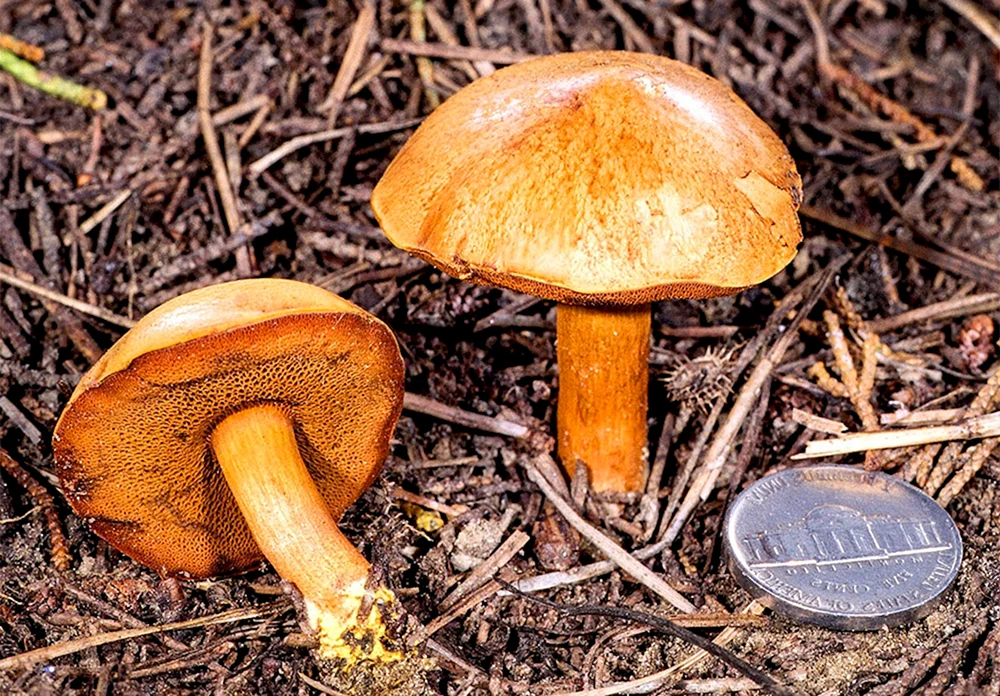 Falscher Schmetterlingspilz