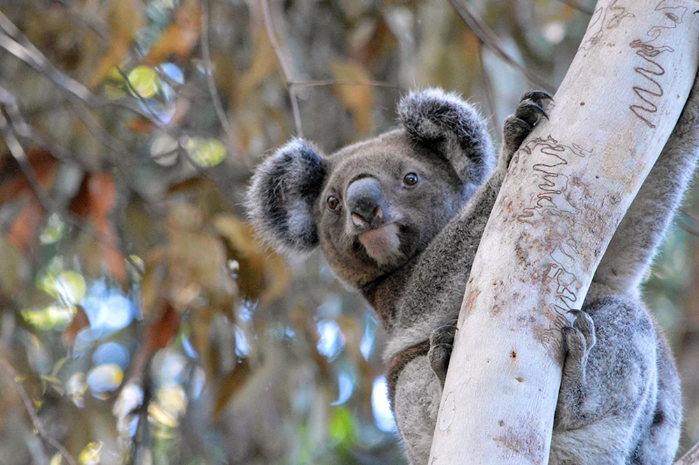 Koala