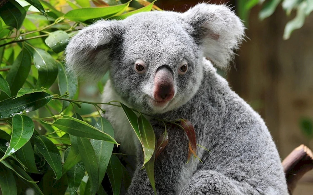 Gruseliger Koala