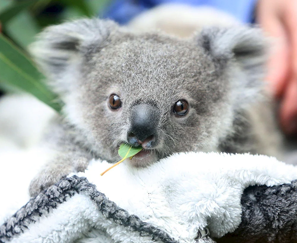 Dreckiger Koala
