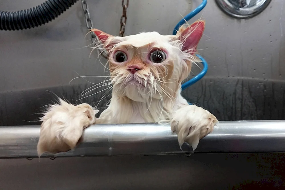 Nasse Katze waschen Katze waschen nass Katze waschen nass Katze waschen nass Katze waschen nass Katze waschen nass Katze waschen nass Katze waschen nass Katze waschen nass Katze waschen nass Katze waschen nass Katze waschen nass Katze waschen nass Katze baden