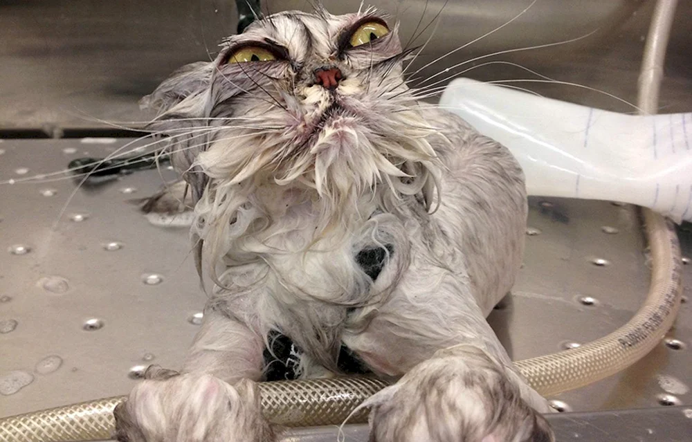 Nasse Katze