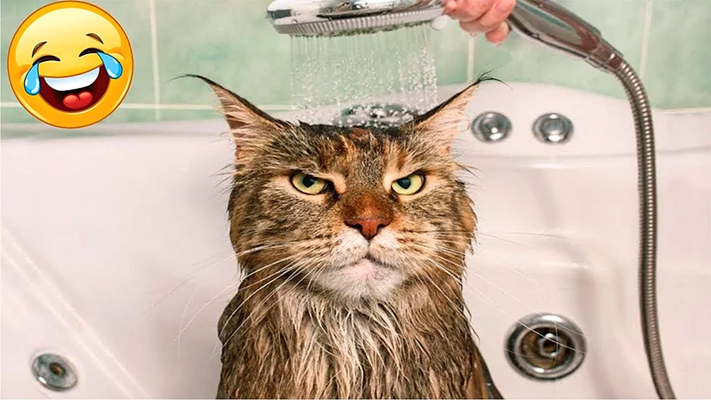 Affe in der Wanne