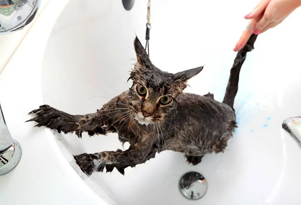 Nasse Katze