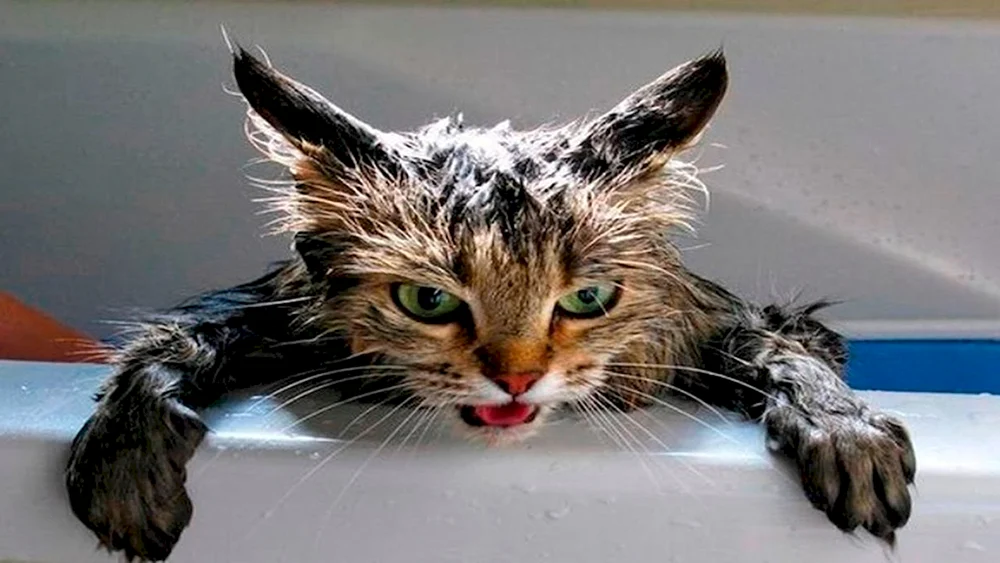 Nasse Katze