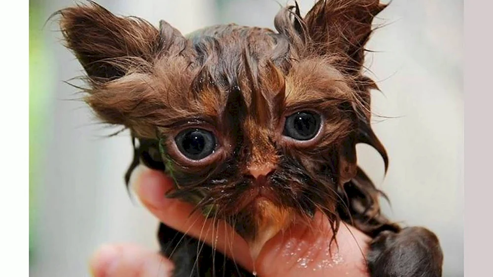 Nasse Katze