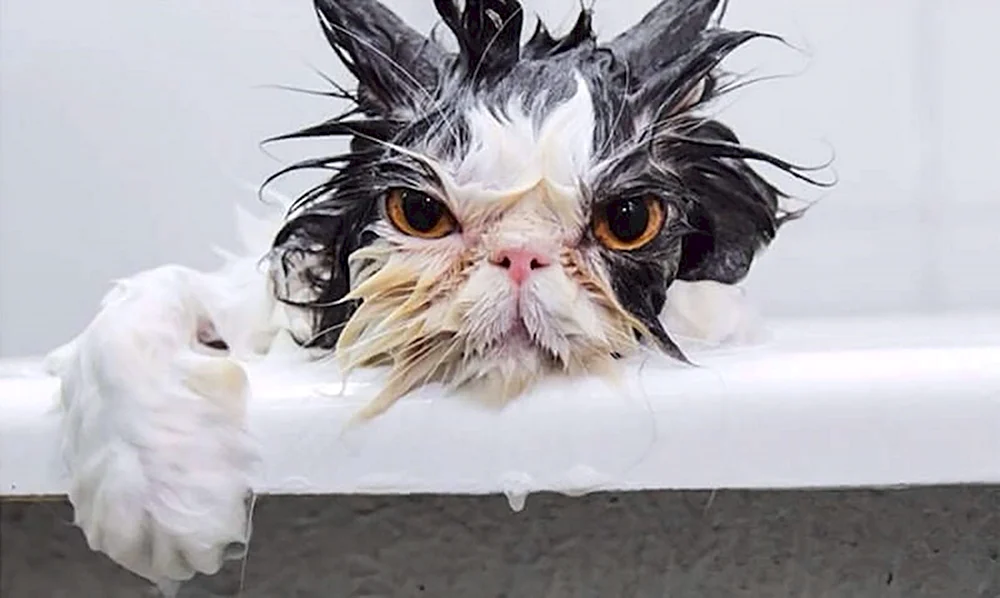 Nasse Katze