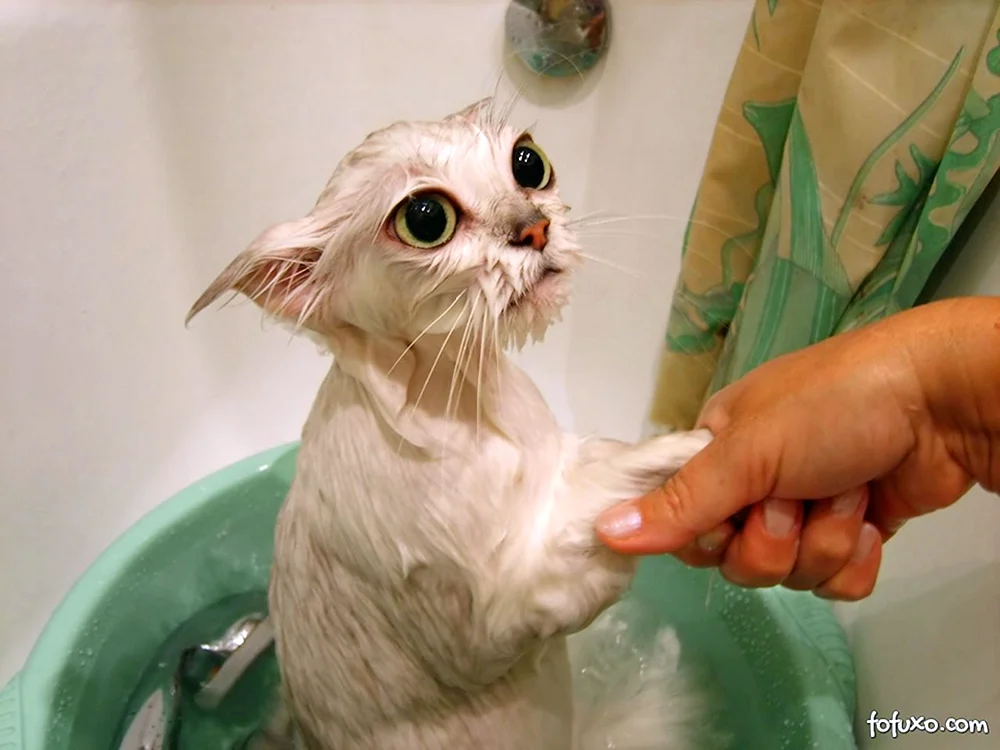 Nasse Katze