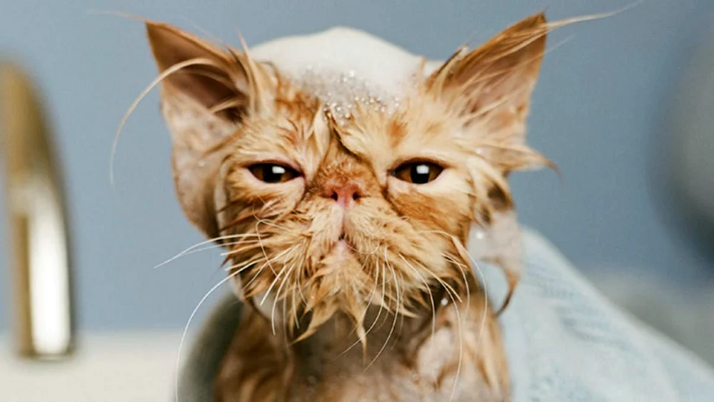 Nasse Katze