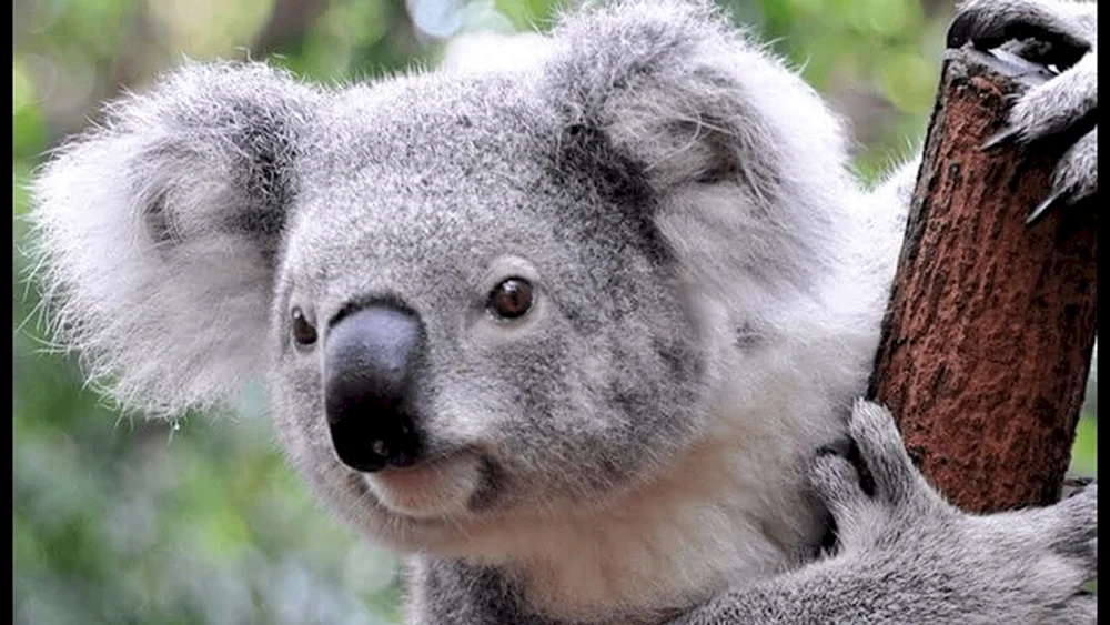 Dreckiger Koala