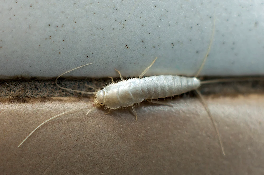 Rhinocerospora-Tausendfüßler. Scolopendra-Fliegenfalle