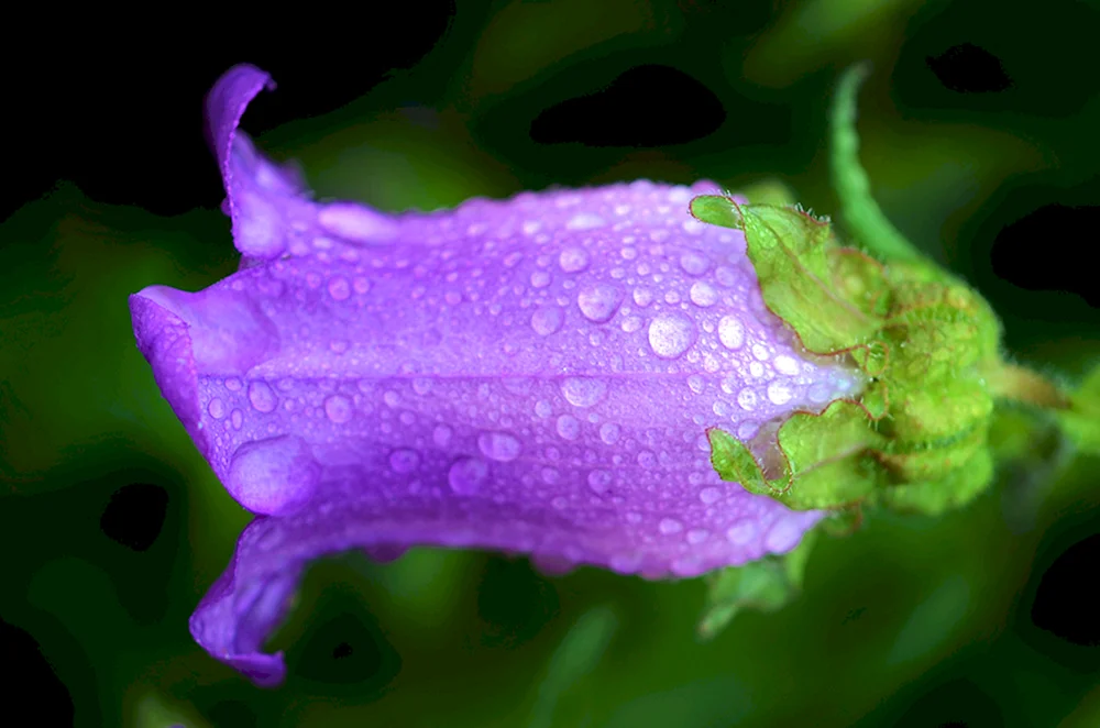 Violette Blume