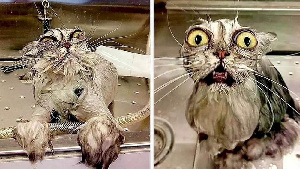 Nasse Katze