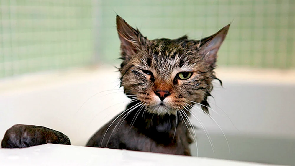 Nasse Katze