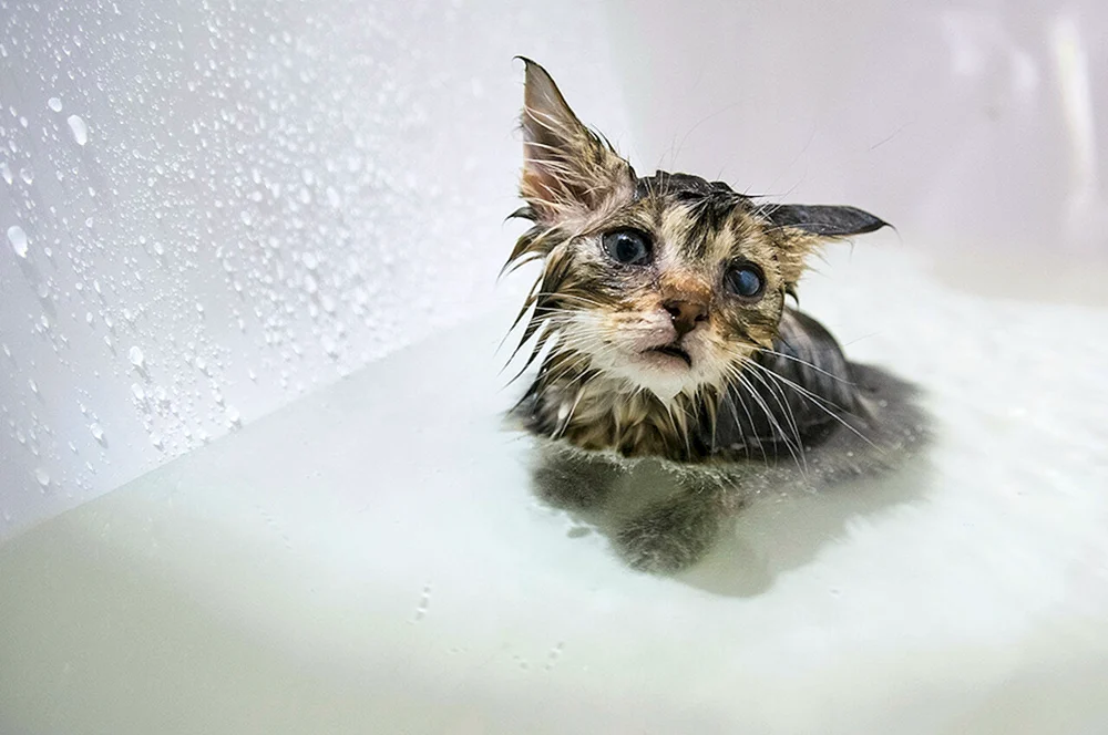 Nasse Katze