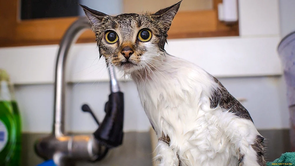 Nasse Katze