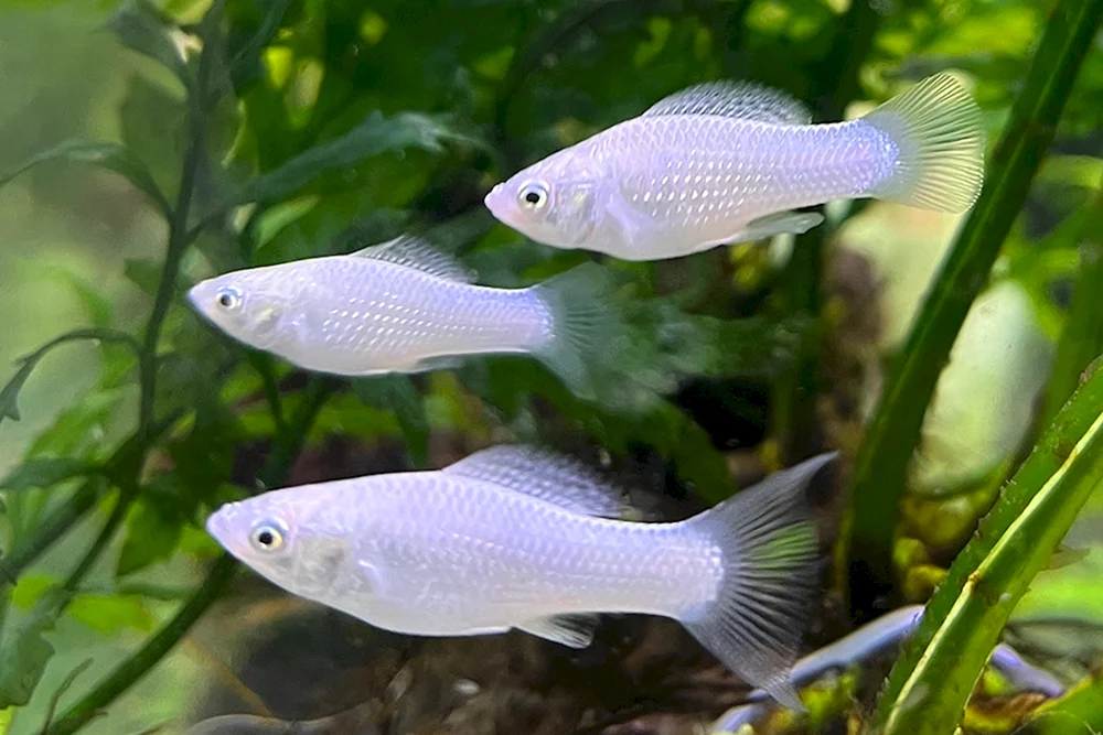Mollinesia Molly