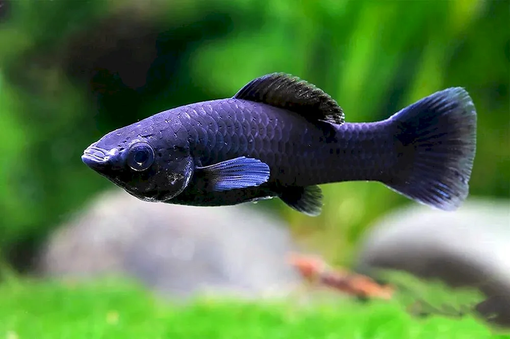 Mollinesia Aquarienfische