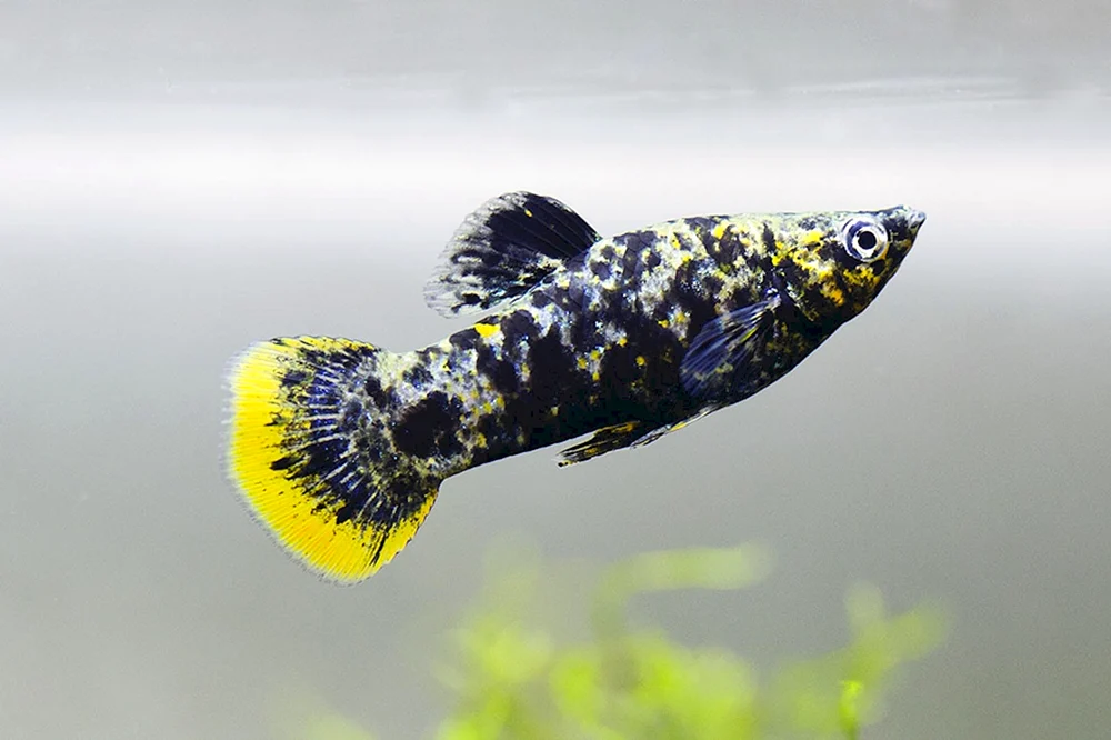 Schwarze Molly Mollynesia