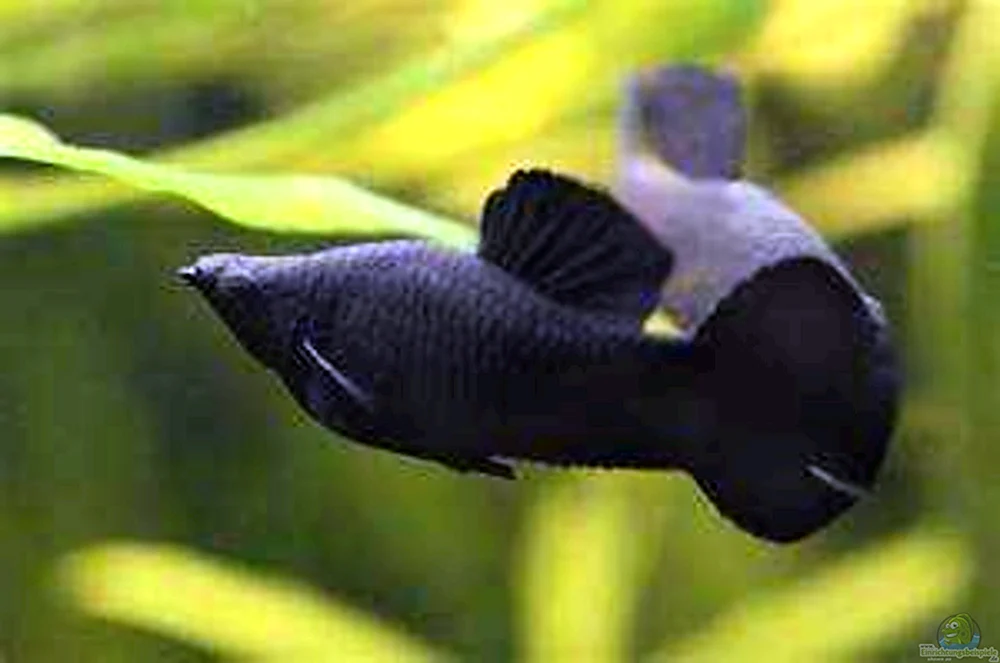Mollinesia Goldfisch-Aquarium-Teleskop-Voylet-Schwanz