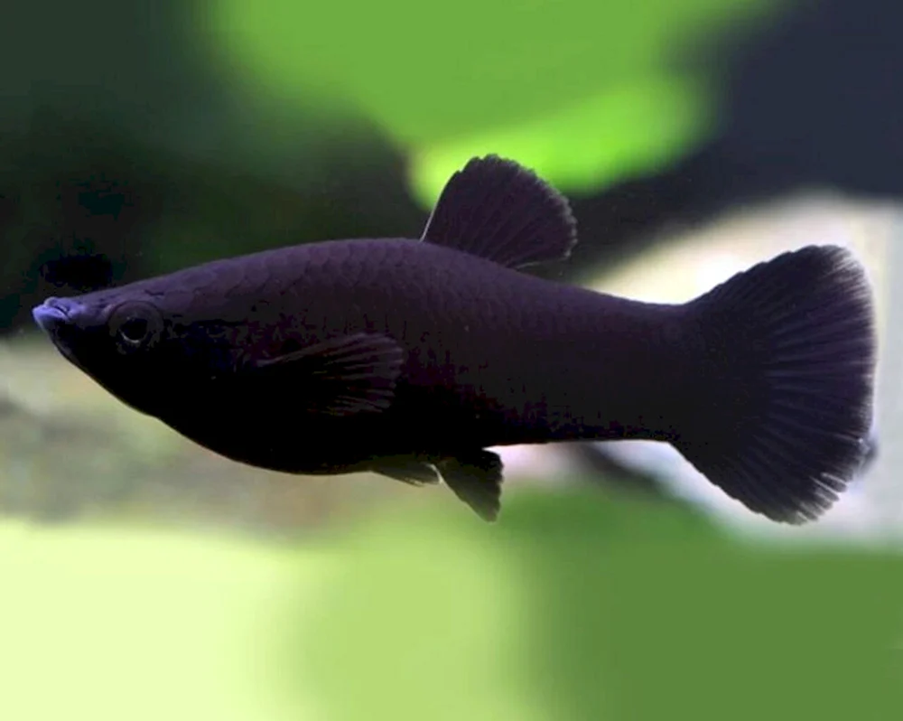 Mollinesia sphenopsia Aquarienfisch