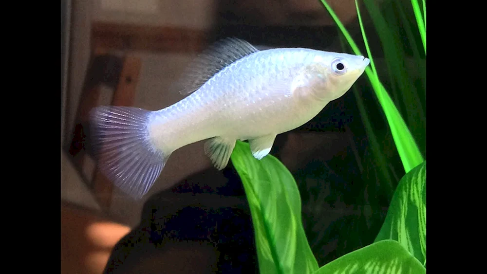 Aquarienfische Mollynesia schwarz