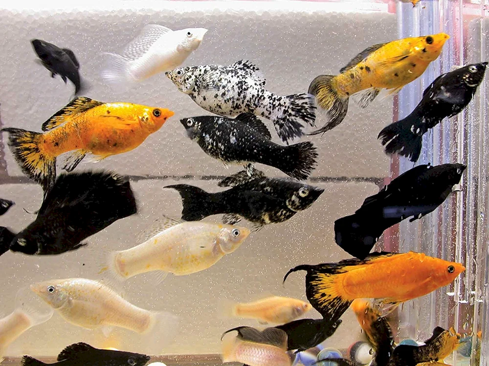 Mollinesia Aquarienfische